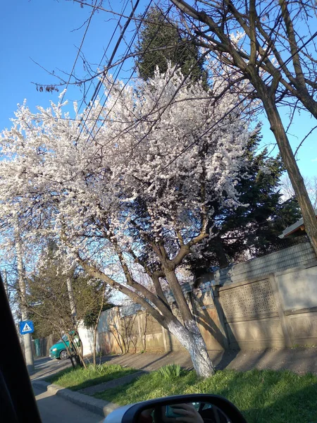 美丽娇嫩的树花盛开 春天里开花结果 — 图库照片