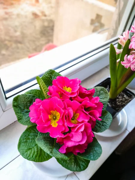 Güzel bahar leylak çiçekleri. Leylak çiçeği.