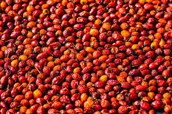 Focus Selettivo Frutti Rosa Canina Appena Raccolti Isolati Fondo Frutti — Foto Stock