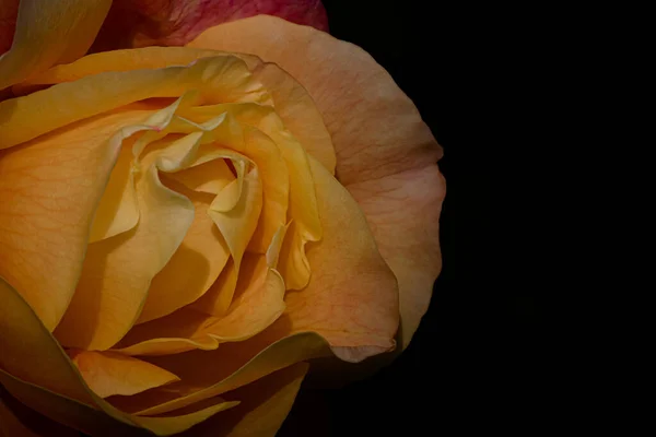 Rosa Colorida Delicada Isolado Preto Com Espaço Cópia Rose Isolado — Fotografia de Stock