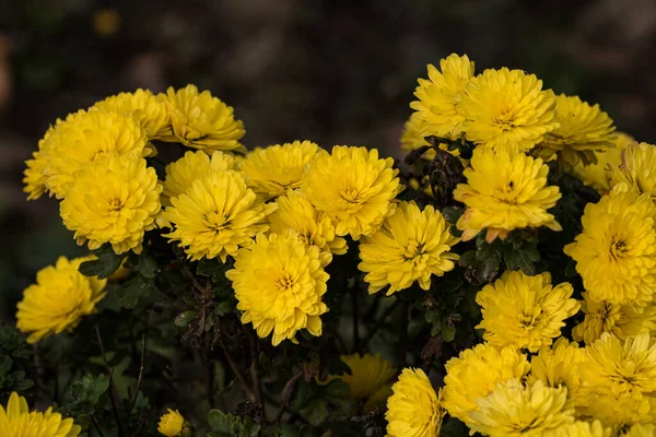 Foco Seletivo Papel Parede Fundo Floral Com Flores Crisântemo Outono — Fotografia de Stock