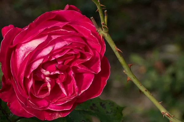 Bahçede izole edilmiş renkli bir gül. Kopya alanı var. Rose arka plan duvar kağıdını izole etti.