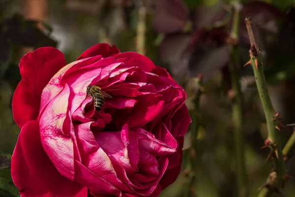 Bahçede izole edilmiş renkli gül yapraklarının üzerinde kopya alanı olan bir arı. Rose arka plan duvar kağıdını izole etti.