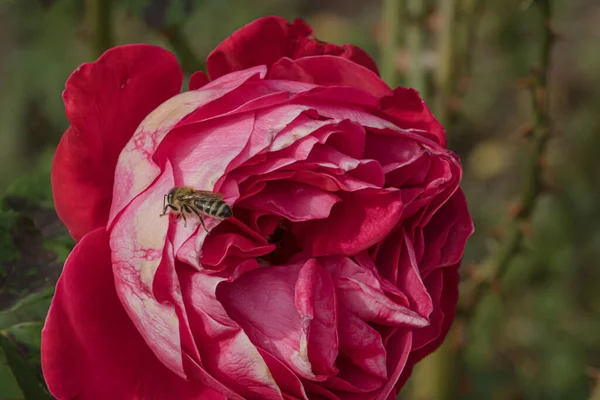 Bahçede izole edilmiş renkli gül yapraklarının üzerinde kopya alanı olan bir arı. Rose arka plan duvar kağıdını izole etti.