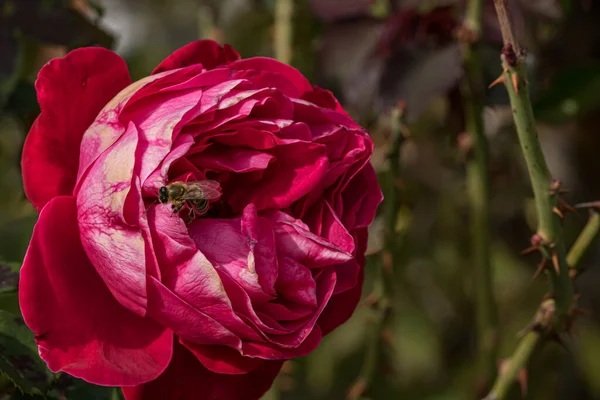 Pszczoła Kolorowych Płatkach Róż Izolowanych Ogrodzie Przestrzenią Kopiowania Rose Izolowane — Zdjęcie stockowe