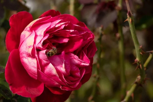 Bahçede izole edilmiş renkli gül yapraklarının üzerinde kopya alanı olan bir arı. Rose arka plan duvar kağıdını izole etti.
