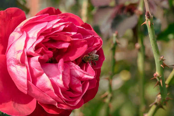 Bahçede izole edilmiş renkli bir gül. Kopya alanı var. Rose arka plan duvar kağıdını izole etti.