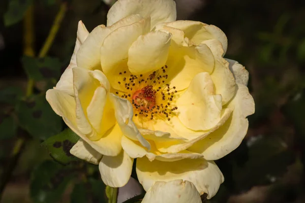 Delicata Rosa Colorata Isolata Giardino Con Spazio Copia Rose Isolato — Foto Stock