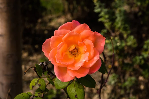 Delicate Kleurrijke Roos Geïsoleerd Tuin Met Kopieerruimte Rose Geïsoleerde Achtergrond — Stockfoto