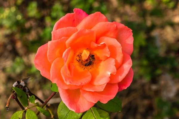 Delikatna Kolorowa Róża Izolowana Ogrodzie Przestrzenią Kopiowania Rose Izolowane Tło — Zdjęcie stockowe