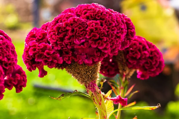 Isolated Colorful Celosia Cristata Flower Garden Close Pink Cockscomb Flower — Stock Photo, Image