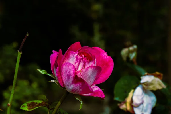 Λεπτό Πολύχρωμο Τριαντάφυλλο Που Απομονώνονται Στον Κήπο Αντίγραφο Χώρου Τριαντάφυλλο — Φωτογραφία Αρχείου