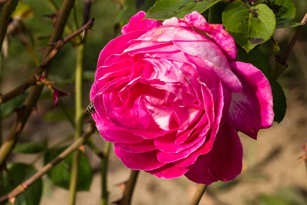 Bahçede izole edilmiş renkli bir gül. Kopya alanı var. Rose arka plan duvar kağıdını izole etti.