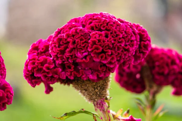 Isolated Colorful Celosia Cristata Flower Garden Close Pink Cockscomb Flower — Stock Photo, Image