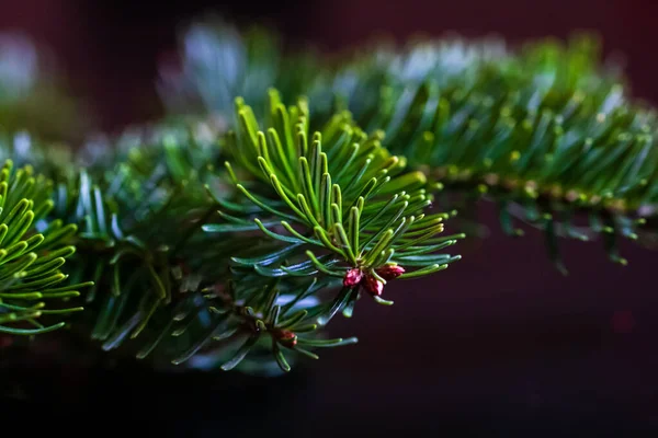 Conceito Natal Ano Novo Natal Decoração Fundo — Fotografia de Stock