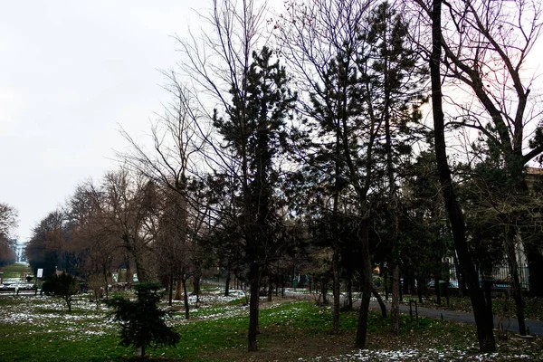 Téli Jelenet Cismigiu Parkban Bukarest Cismigiu Gardens Bukarest Belvárosában Található — Stock Fotó