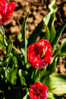 Baharda çiçeklikte kırmızı laleler