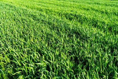 Buğday tarlası ve tarım kavramının ayrıntıları