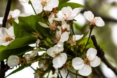 Bahçede beyaz çiçeklerle çiçek açan bahar ağaçları. Bahar arkaplanı ve çiçek ağacı