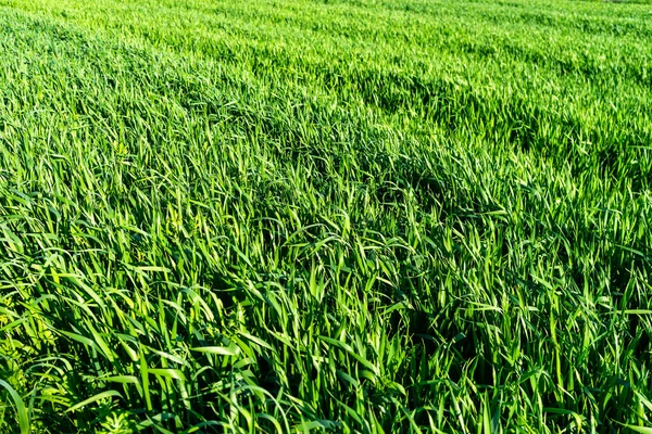 Buğday tarlası ve tarım kavramının ayrıntıları