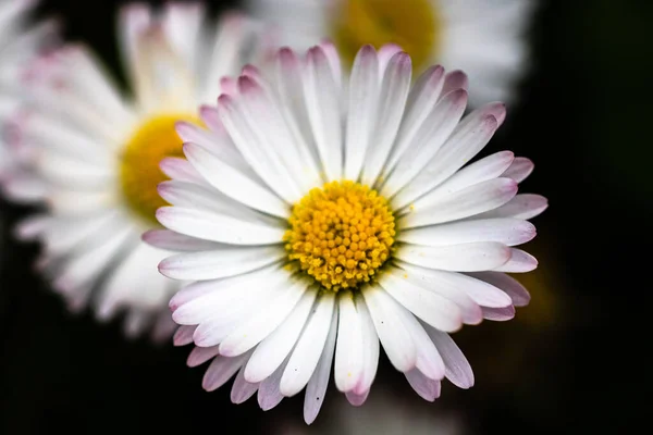 Bellis Perennis Blomma Daisy Blommar Våren — Stockfoto