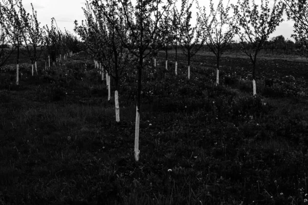 Piękny Kwitnący Sad Jabłkowy Koncepcja Rolnictwa — Zdjęcie stockowe