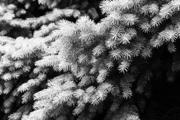 Silver pine tree, silver spruce pine, fir tree brunches closeup photo