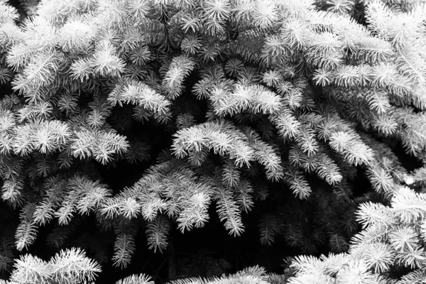 Silver pine tree, silver spruce pine, fir tree brunches closeup photo