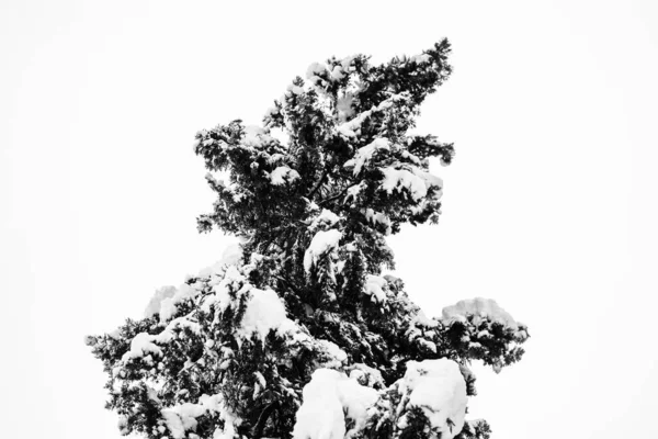 Еловые Деревья Снегом Красивом Природном Сугробе — стоковое фото