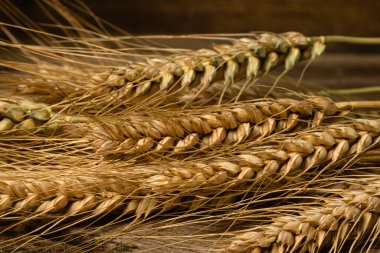 Buğday kulağı detayı. Mısır gevreği, un üretimi.