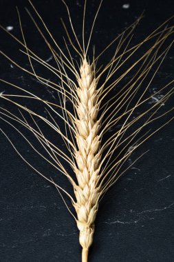 Buğday kulağı detayı. Mısır gevreği, un üretimi.