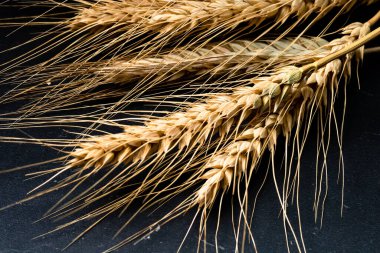 Buğday kulağı detayı. Mısır gevreği, un üretimi.