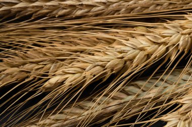 Buğday kulağı detayı. Mısır gevreği, un üretimi.