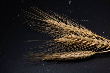 Buğday kulağı detayı. Mısır gevreği, un üretimi.