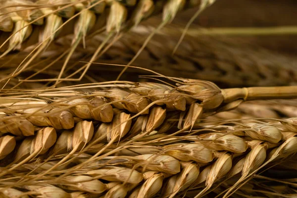 Wheat Ears Detail Cereals Backery Flour Production — 图库照片