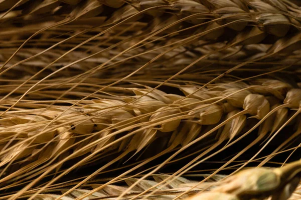 Wheat Ears Detail Cereals Backery Flour Production — 图库照片