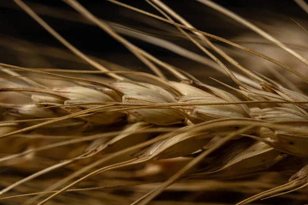 Wheat Ears Detail Cereals Backery Flour Production — 图库照片