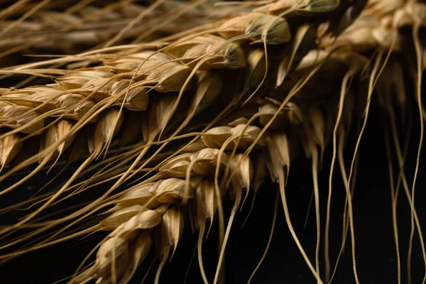 Wheat Ears Detail Cereals Backery Flour Production — 图库照片