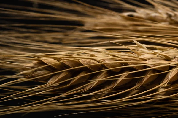 Wheat Ears Detail Cereals Backery Flour Production — Photo