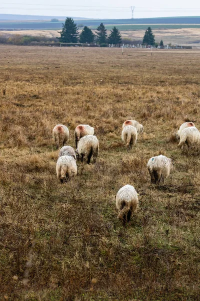 Kudde Schapen Lammeren Het Veld — Stockfoto