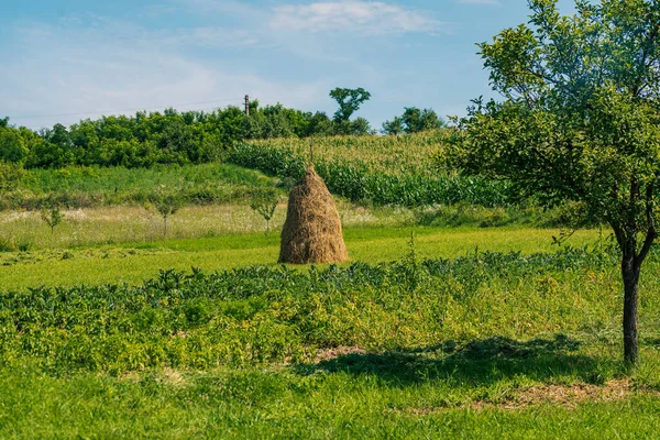 Παραδοσιακά Άχυρα Της Ανατολικής Ευρώπης Στον Αγρό — Φωτογραφία Αρχείου