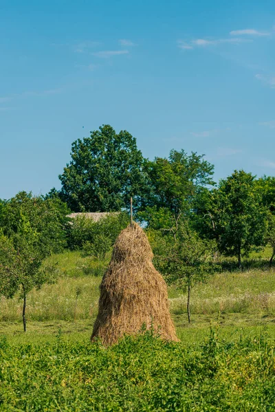 Foin Traditionnel Europe Est Sur Terrain — Photo