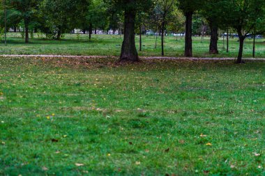 Fresh cut green grass in park