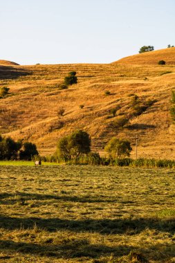 Altın saman balyaları. Farklı ekinlerden ve samanlıktan oluşan tarım paketleri