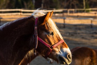 padok yakınındaki bir alanda otlayan atlar