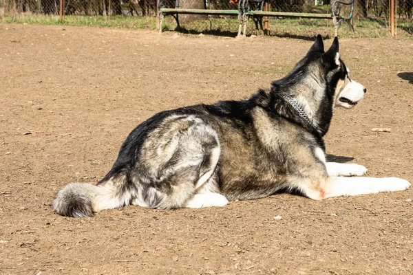 Chien Husky Sibérien Jouant Dans Parc — Photo