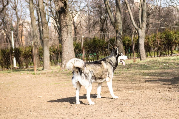 Сибирская Хаски Собака Играет Парке — стоковое фото