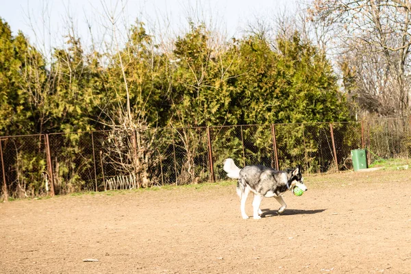 Anjing Serak Siberia Bermain Taman — Stok Foto