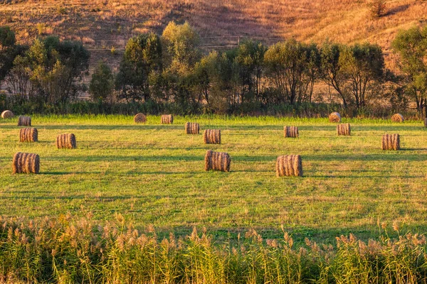 Arany Szénabálák Különböző Kultúrájú Mezőgazdasági Parcellák Széna Tekercsek — Stock Fotó