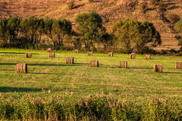 Golden Hay Bales Agricultural Parcels Different Crops Hay Roll — Stock Photo, Image